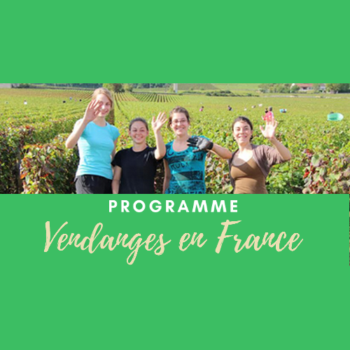 Vendanges